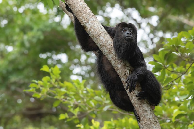 Look-outphoto preview