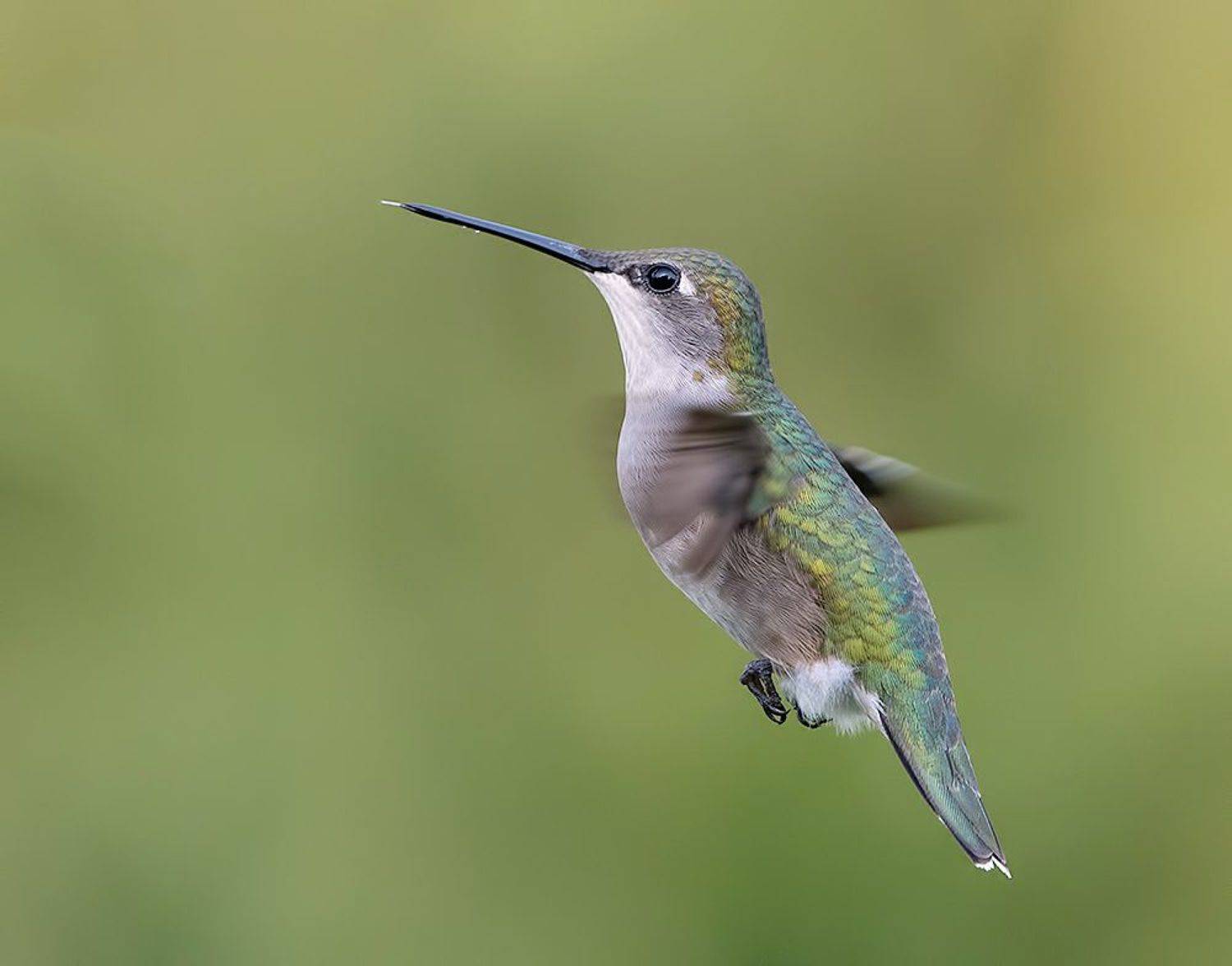 Ruby-throated Hummingbird -Рубиновогорлый колибри. Автор: Etkind Elizabeth колибри,ruby-throated hummingbird, hummingbird, Etkind Elizabeth