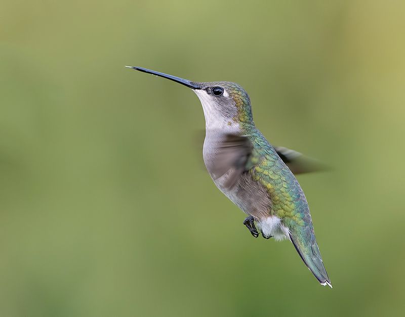 колибри,ruby-throated hummingbird, hummingbird Ruby-throated Hummingbird -Рубиновогорлый колибриphoto preview