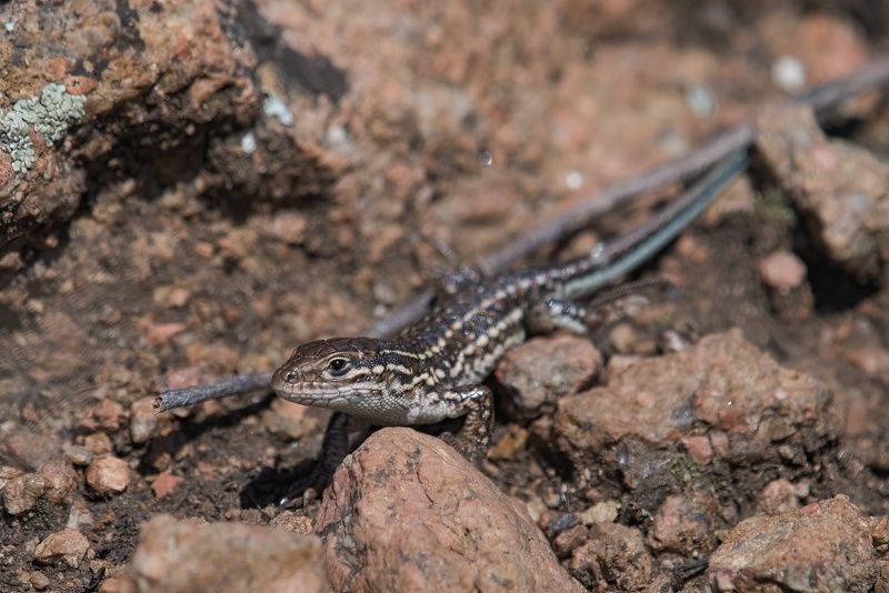 Степная ящеркаphoto preview