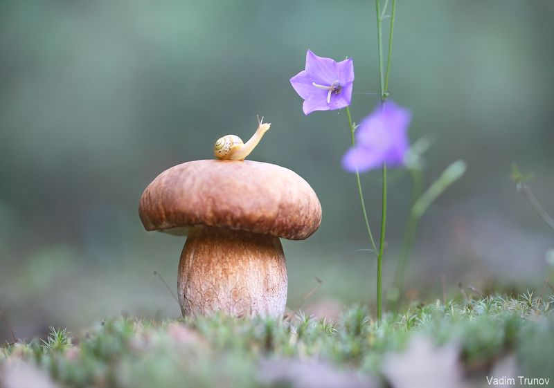 улитка, гриб *** фото превью