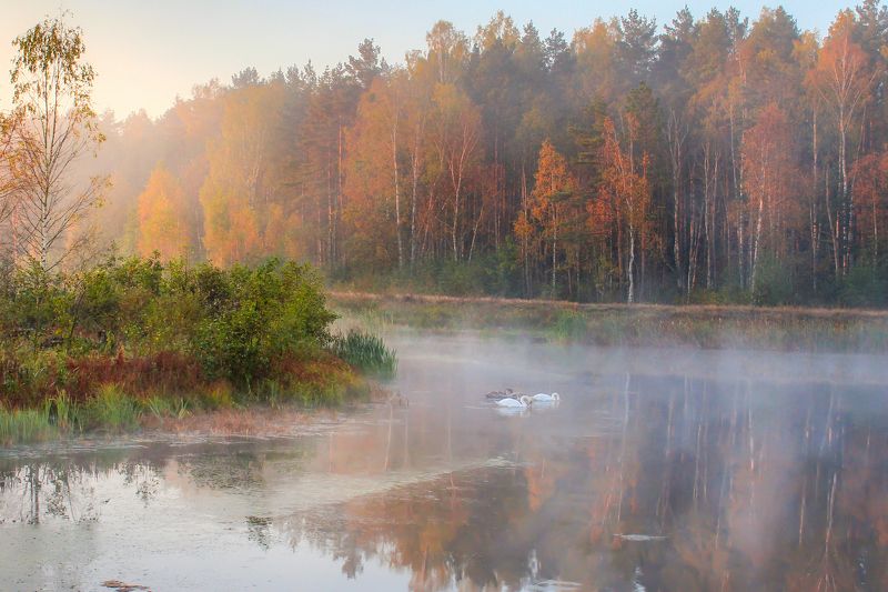 Осень в Беловежской пущеphoto preview