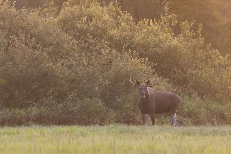 ssaki,las,przyroda,fauna Łośphoto preview
