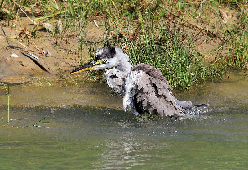 Жараphoto preview