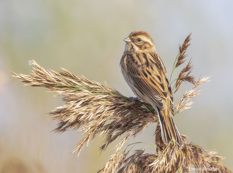 bird of prey, animal, birds, bird,  animal wildlife,  nature,  animals in the wild, овсянка, камышовая овсянка, тростниковая овсянка, птицы, птица Тростниковая овсянка(камышовая)photo preview