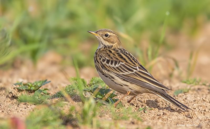 bird of prey, animal, birds, bird,  animal wildlife,  nature,  animals in the wild, конёк, краснозобый конёк, птицы, птица Краснозобый конёкphoto preview