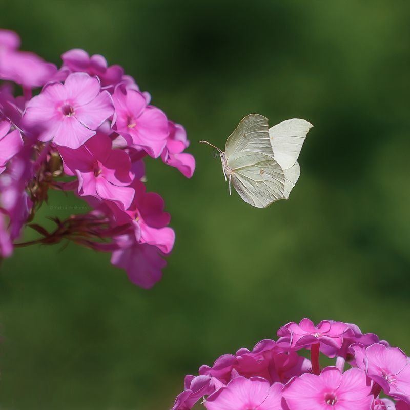 флоксы, бабочка, полёт, макро, macro Полётphoto preview