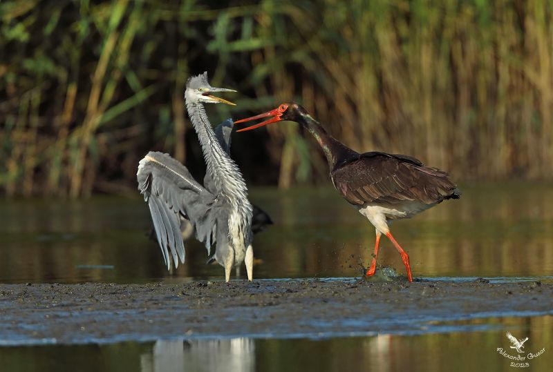 серая цапля , чёрный аист. Дуэль.photo preview