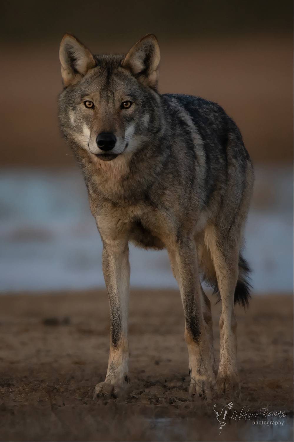 Взгляд. Автор: Лобанов Роман Волк Степной заказник Лобанов Пересвет , Лобанов Роман
