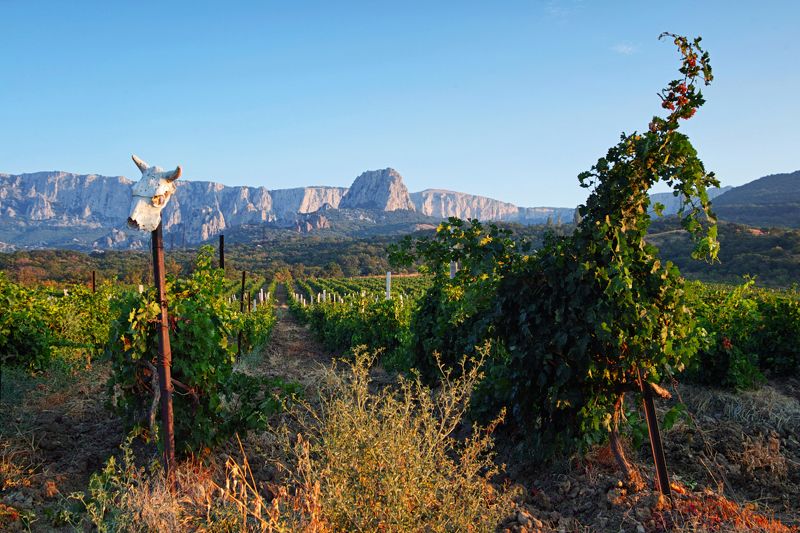 sigma sd quattro . crimea ***** фото превью