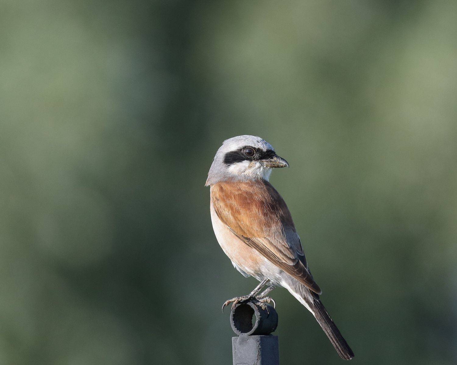 In search of prey. Автор: Акулов Александр Red-backed Shrike/Обыкновенный жулан/Lanius collurio, Акулов Александр