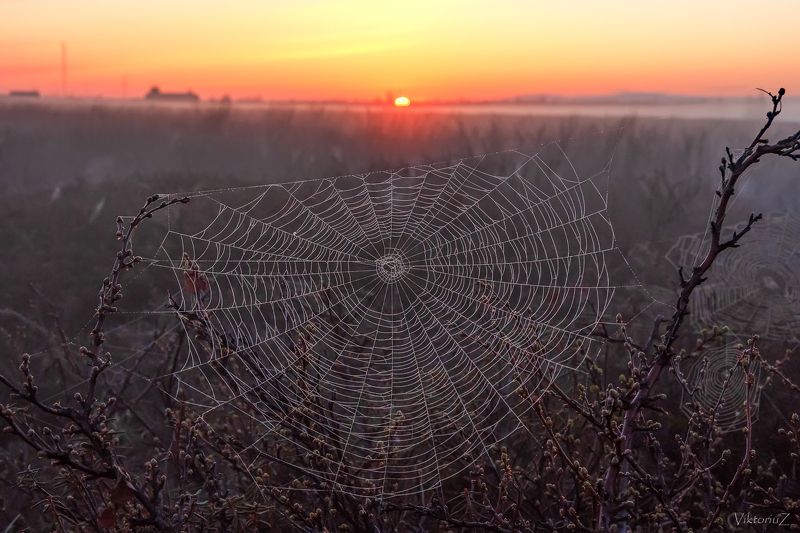 закат, путина, тундра, роса, туман В туманеphoto preview