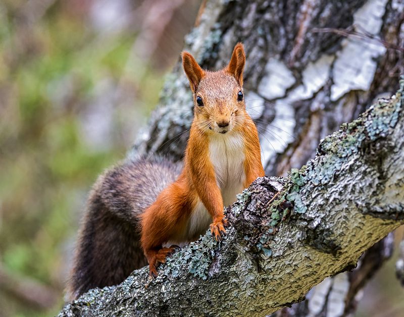 белка, лес, рыжая шкода.photo preview