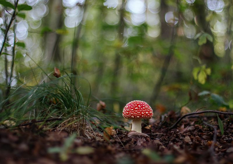 мухомор, гриб, макро Мухоморчикиphoto preview