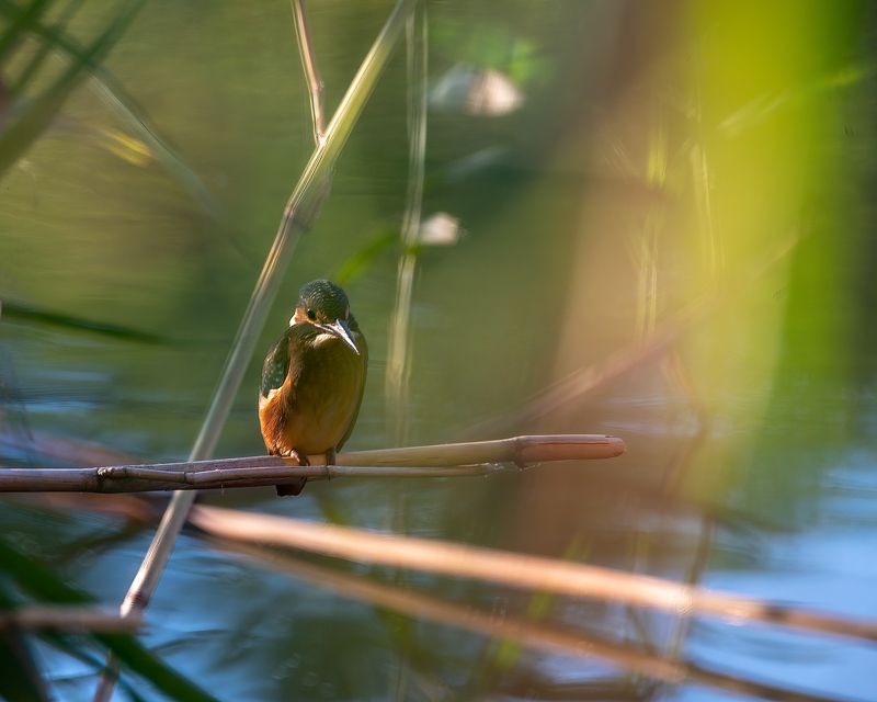 на закате у реки  фото превью