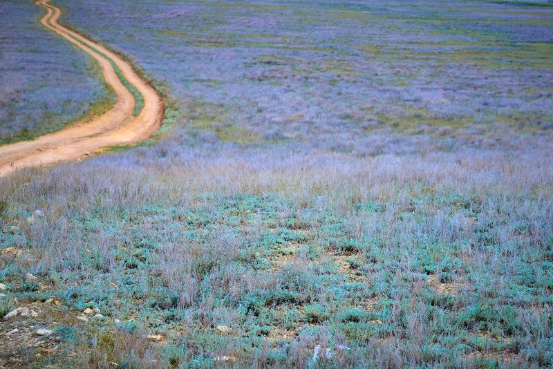 волгоградская область, эльтон, степь, дорога, природный парк эльтонский, Степь весенняяphoto preview