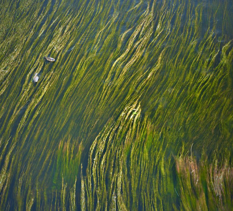 торжок, река, водные растения, Водный мирphoto preview