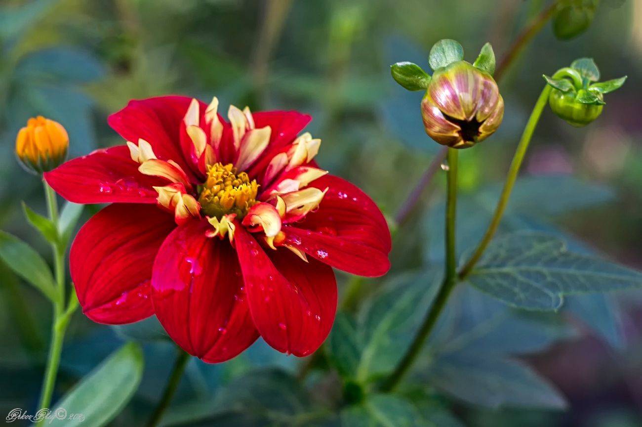 , Орлов Олег