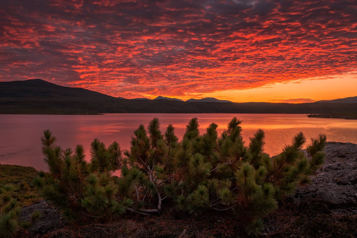 озеро джека лондона, Максим Евдокимов
