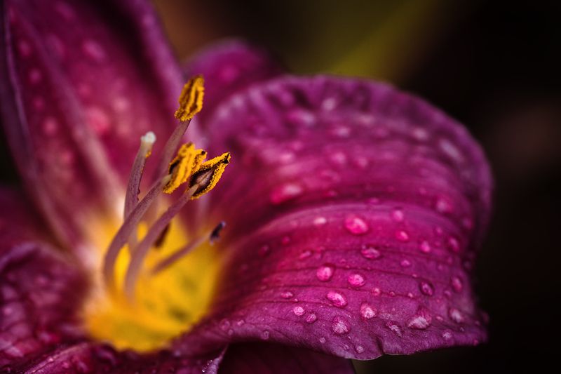 цветок, капли, лилейник, лепестки Яркая осеньphoto preview