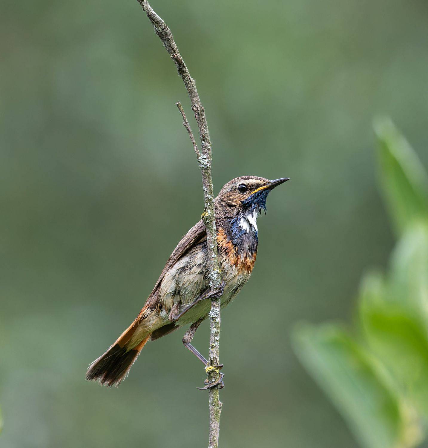 Morning treatments. Автор: Акулов Александр Bluethroat/Варакушка/Luscinia svecica, Акулов Александр