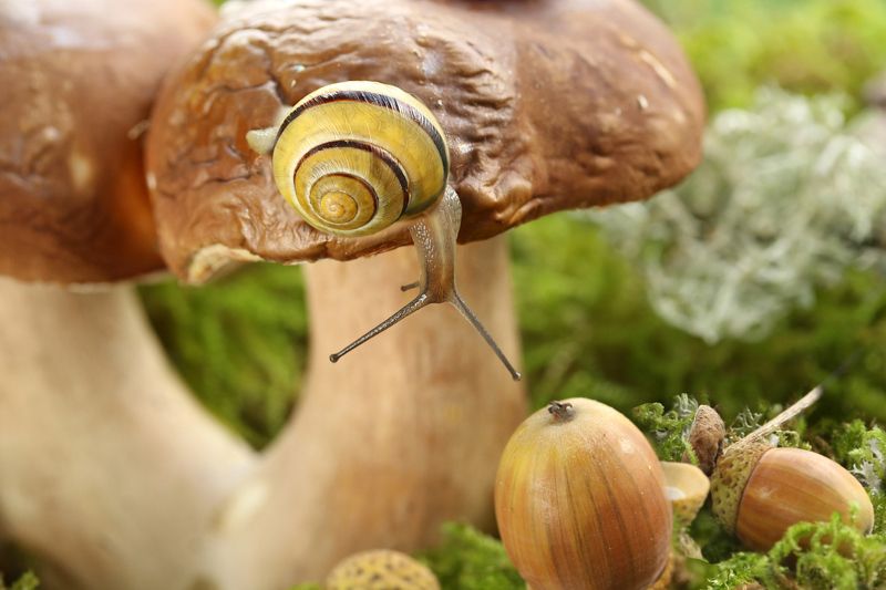 природа, грибы, улитки photo preview