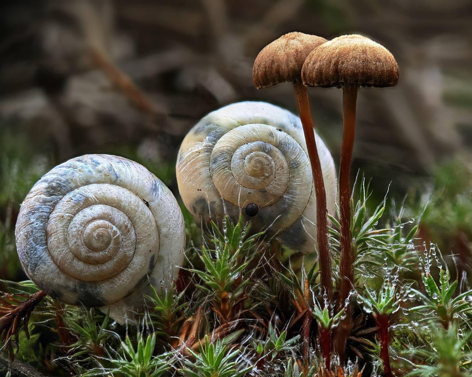  Model Mi Note 10 Pro, Дмитрий Кузнецов