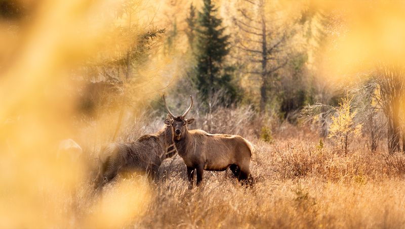 осень, марал  Осенний гон марала photo preview
