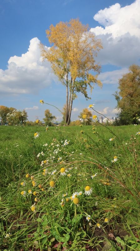 осень,дерево,ромашки,небо,облака Начало осениphoto preview