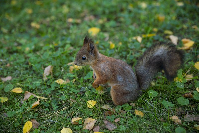 Белочкаphoto preview