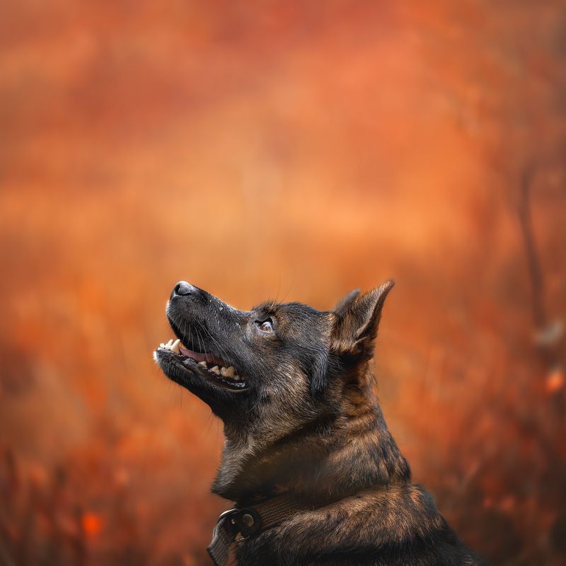 собака Чарлиphoto preview