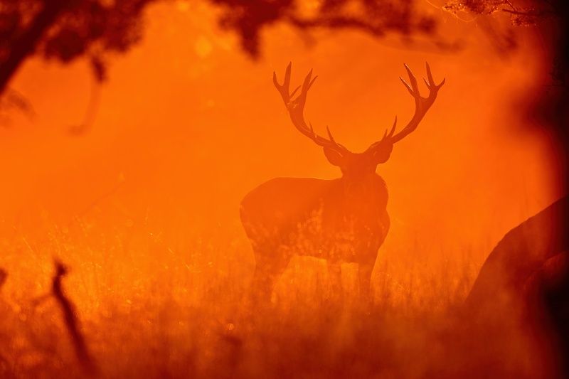 wildlife, nature, backlight , deer,  Morning spirit ... photo preview