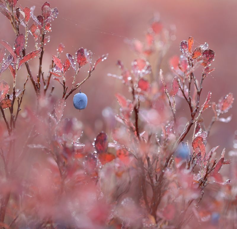 нерюнгри, голубика, якутия, осень, женялевина, евгениялевина,  улиткилевиной Голубичная палитра фото превью