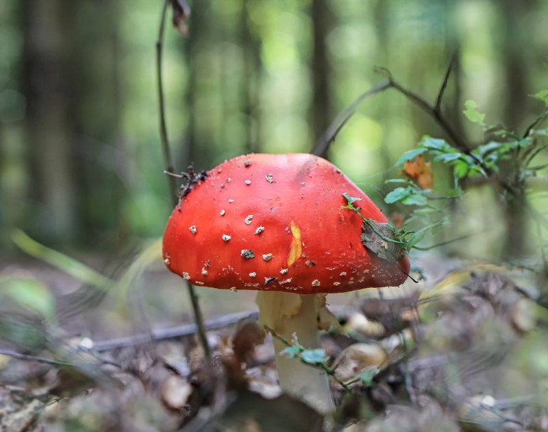 ... едят ли лоси мухоморы?photo preview