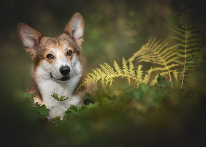 фото превью