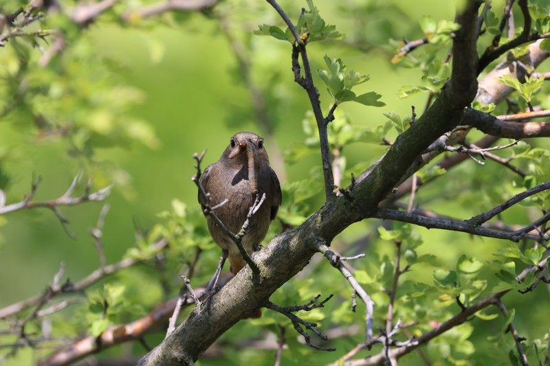 Горихвостка-чернушка, самочка горихвостки, корм птенцам Кормилицаphoto preview