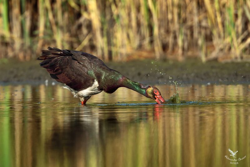 чёрный аист Рыбакphoto preview