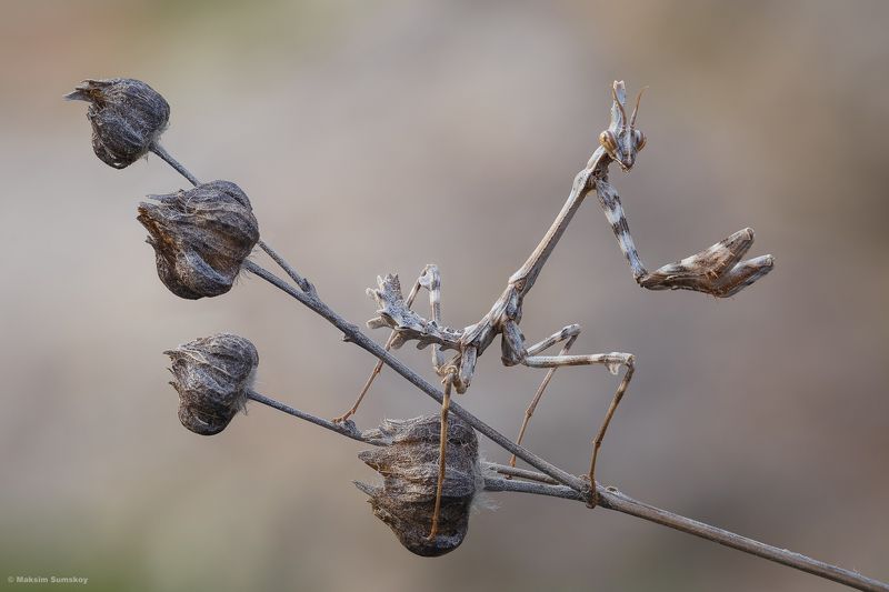 Эмпузаphoto preview