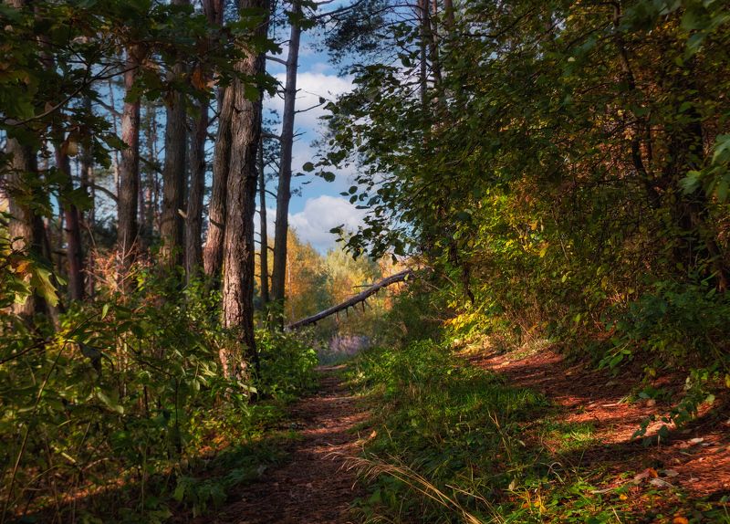 утро, лес, Утро в осеннем лесуphoto preview