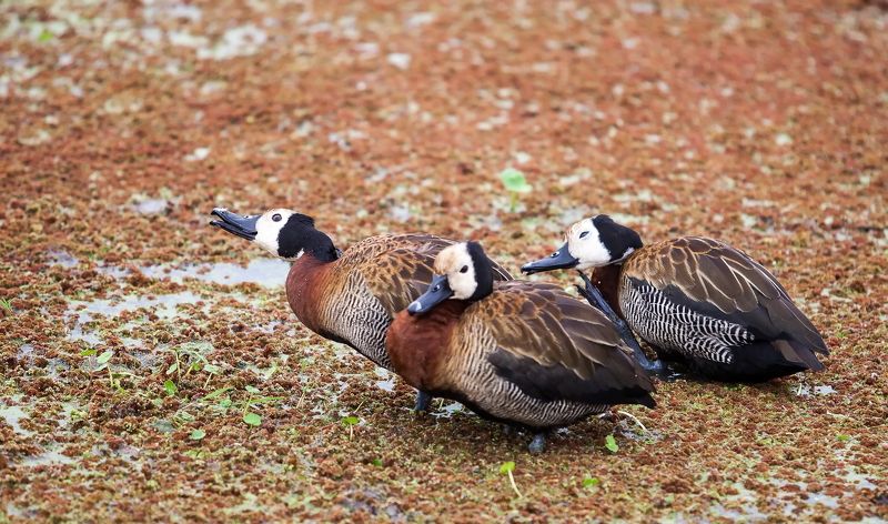 Кения Сафари гуси Египетские гуси фото превью