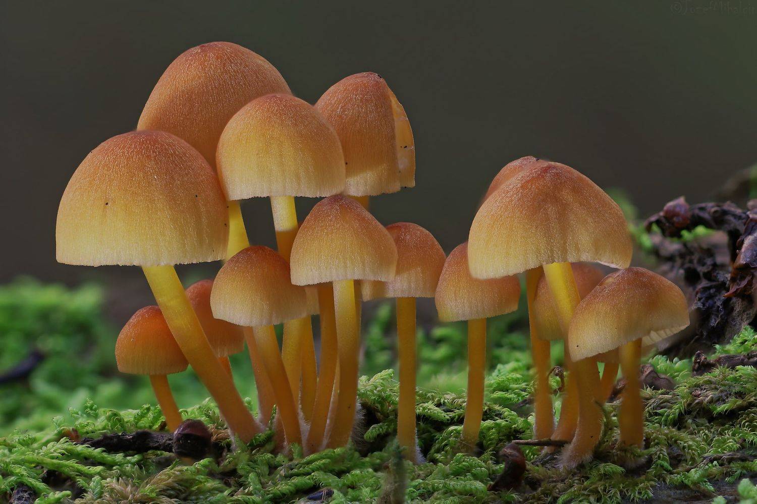 Автор: Jozef Mihalčin , Jozef Mihalčin