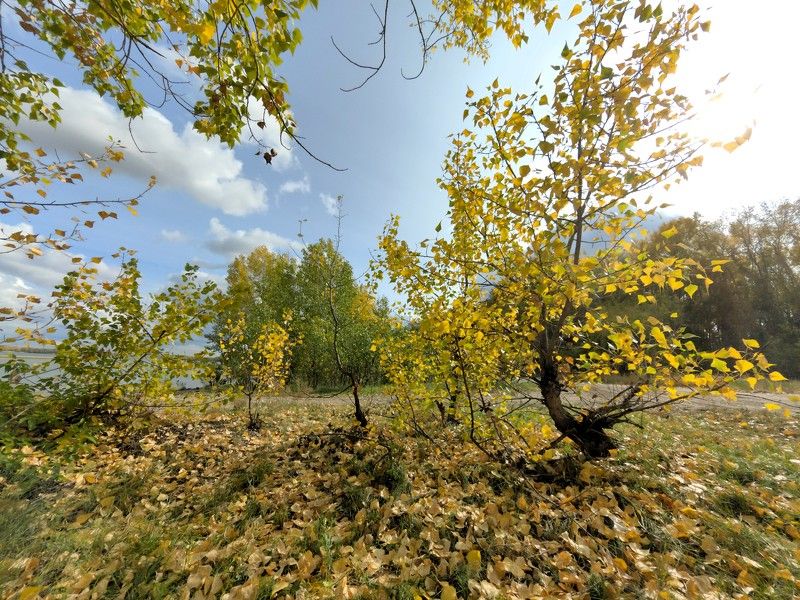 осень,деревья,небо,облака Осеньphoto preview