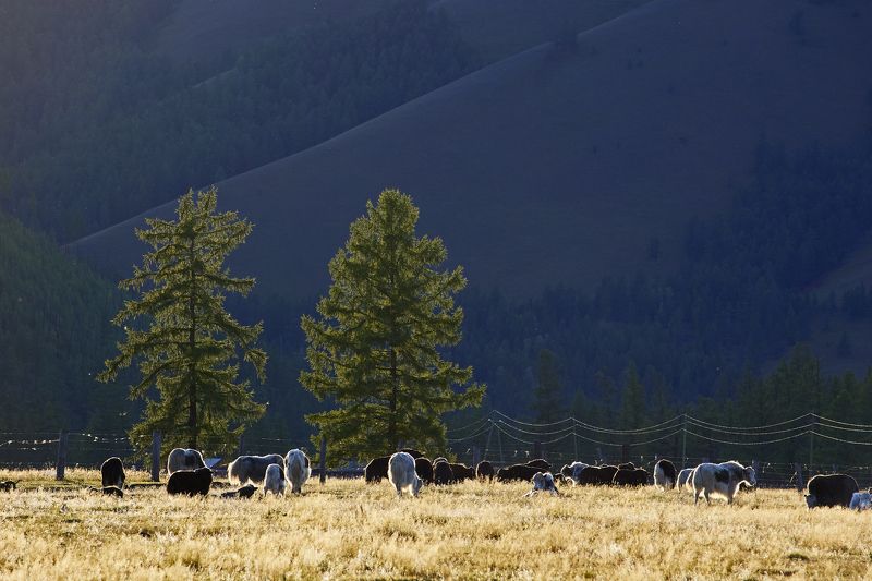 Яки идут домойphoto preview