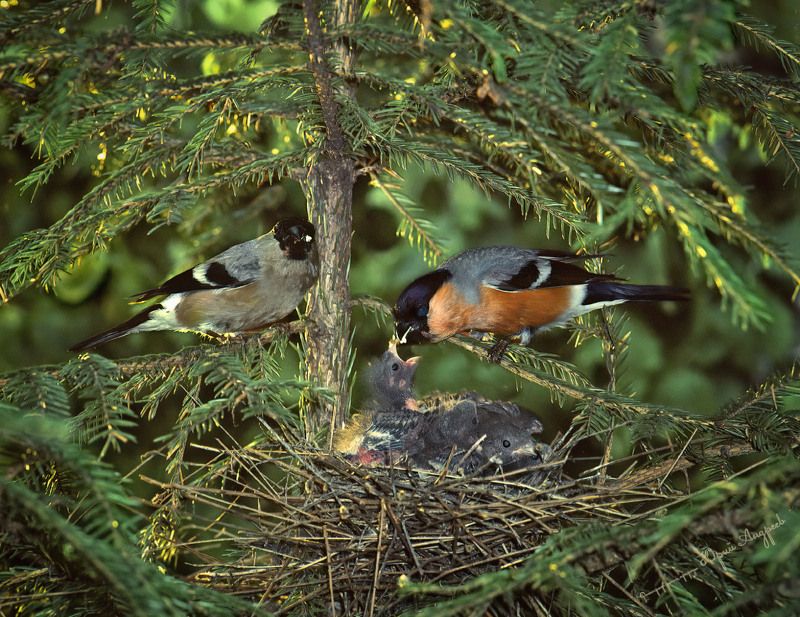снегирь, гнездо, птенцы, фауна, ель, лето Гнездование снегирей фото превью