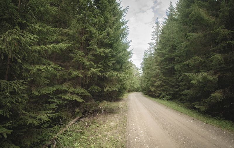 В Роминтской пущеphoto preview