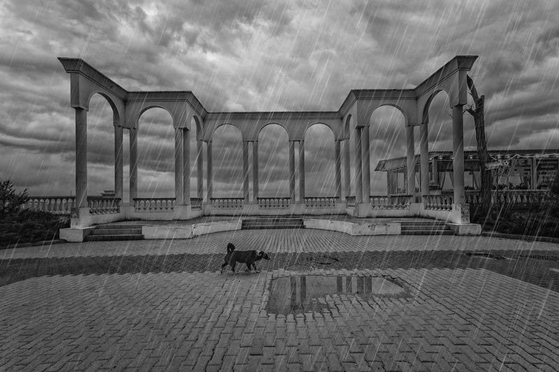 сАбачья жизнь...photo preview