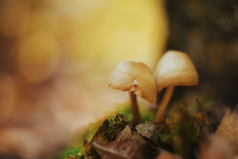 грибы, поганки, лес, осень, сентябрь photo preview