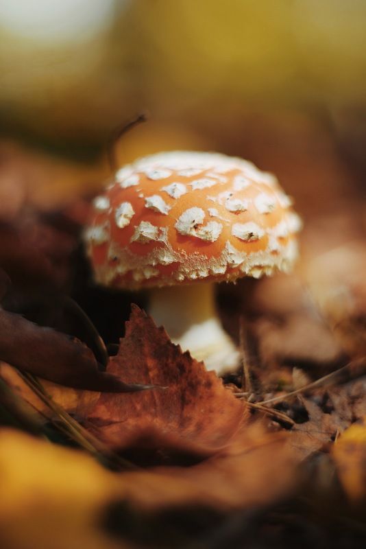 гриб, мухомор, осень, сентябрь, лес, природа photo preview