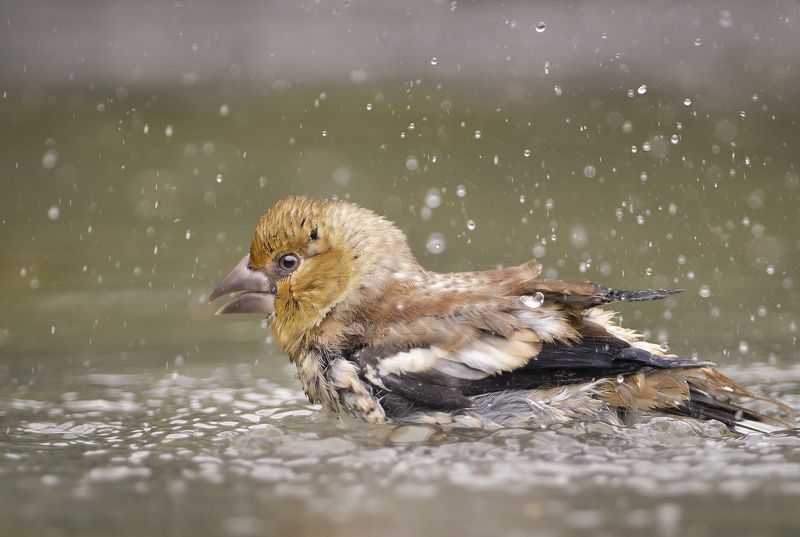 Дубоносphoto preview