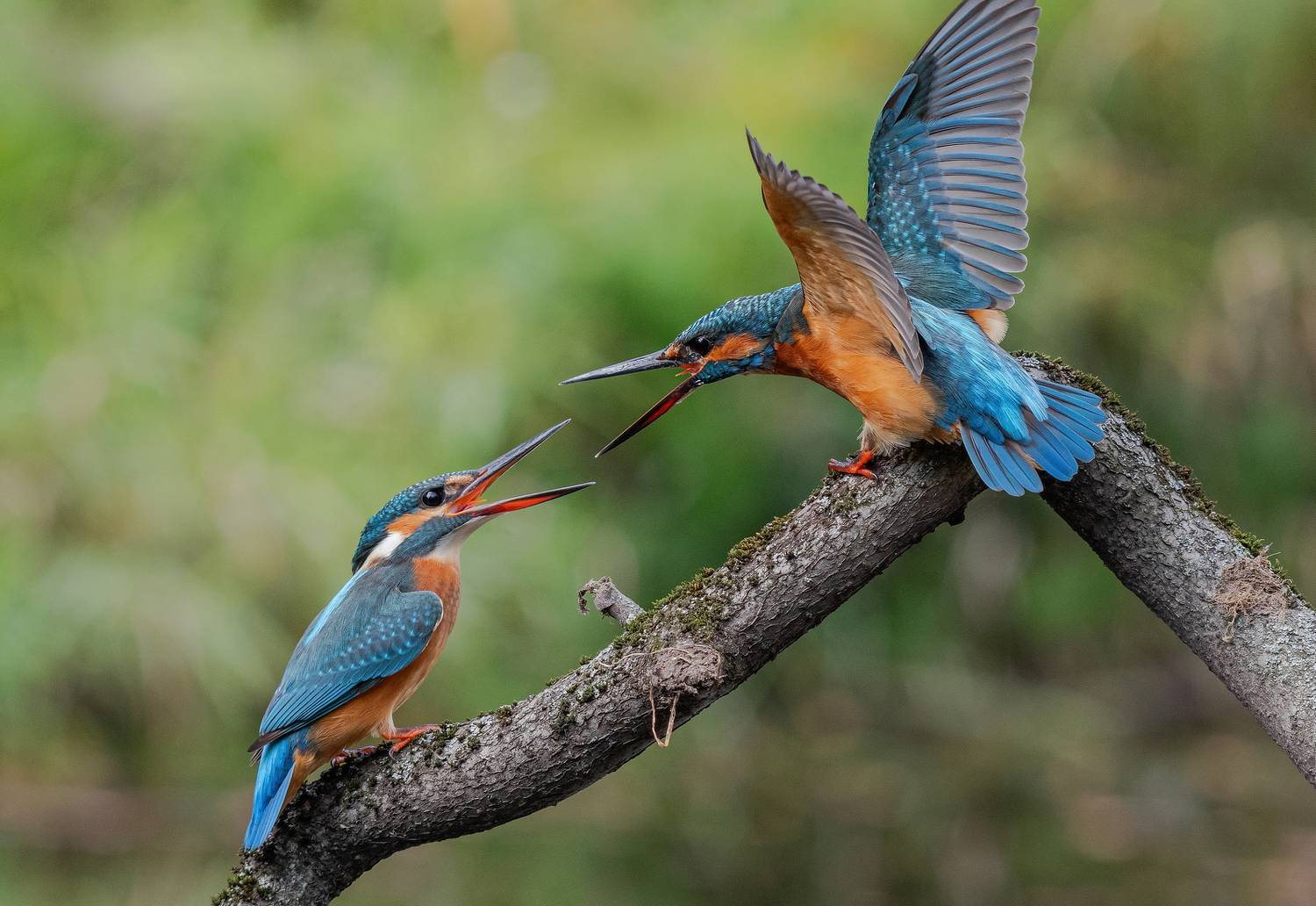 зимородок, птицы, фотоохота, природа, лето, Сигушин Руслан